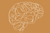 An image showing a line drawing of a brain