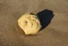 A lump of yellowy ambergris on wet, coarse sand; the ambergris is casting a small shadow