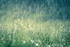 Rain on grass