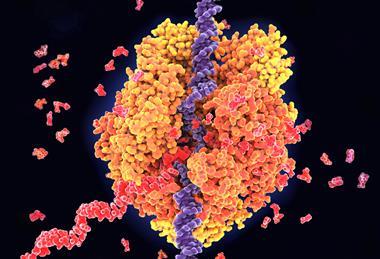 A 3D rendered image of the RNA polymerase II enzyme in yeast transcribing DNA