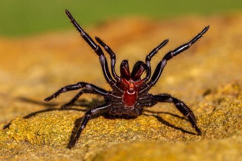 A spider